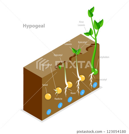 3D Isometric Flat  Illustration of Seed Germination. Item 2 123054180