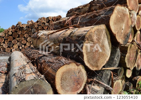 Logs of cut cedar Shonai, Yamagata Prefecture 123055410