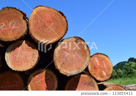 Logs of cut cedar Shonai, Yamagata Prefecture 123055411
