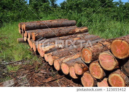 Logs of cut cedar Shonai, Yamagata Prefecture 123055412