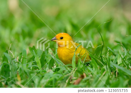 Bright yellow Saffron finch is looking for food on the grass. 123055735