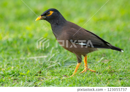 Common myna is foraging on the green grass in tropical garden. 123055737