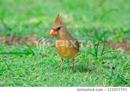 Female Northern cardinal is feeding on the ground in green grass. 123055743