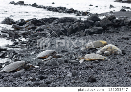 Hawaiian green sea turtles are resting on black rocks. 123055747