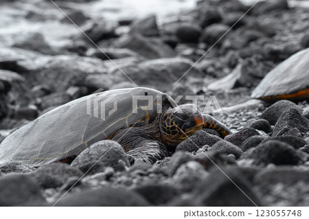 Hawaiian green sea turtle is resting on black rocks. Hawaiian green sea turtle is resting on black rocks. 123055748
