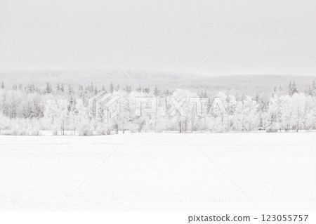 White winter landscape in prairies with field and trees in snow. 123055757
