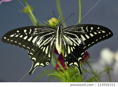 Namiageha butterfly Namiageha butterfly 123056151