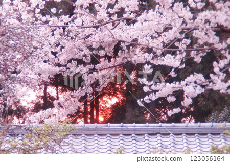 火紅的粉紅(2018年3月28日) 大田區櫻花手町世田東照宮 櫻花與夕陽的結合 春天的預告 火紅的粉紅(2018年3月28日) 大田區櫻花手町世田東照宮 櫻花與夕陽的結合 春天的預告 123056164