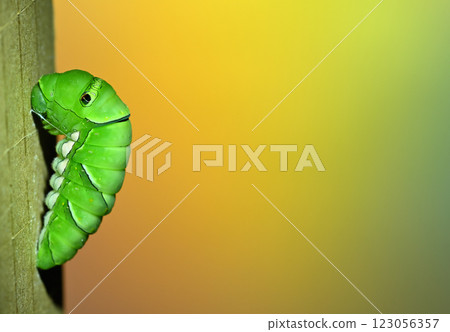 Swallowtail butterfly larva Swallowtail butterfly larva 123056357