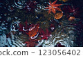 Red autumn leaves and water swirls 123056402