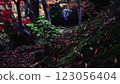 Autumn leaves fallen leaves 123056404