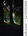 Forest through which light shines 123056406