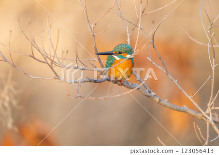 A beautiful kingfisher moment A beautiful kingfisher moment 123056413