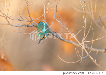 美麗的翠鳥時刻 美麗的翠鳥時刻 123056414