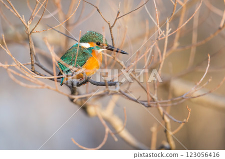 A beautiful kingfisher moment A beautiful kingfisher moment 123056416