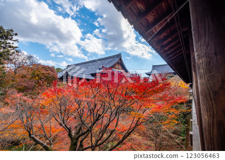 京都府京都市東山區東福寺的紅葉 京都府京都市東山區東福寺的紅葉 123056463