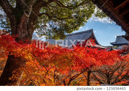 京都府京都市東山區東福寺的紅葉 123056465