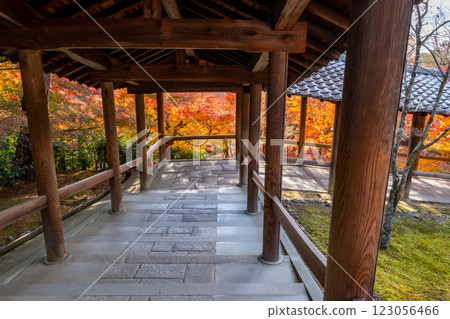 京都府京都市東山區東福寺的紅葉 京都府京都市東山區東福寺的紅葉 123056466
