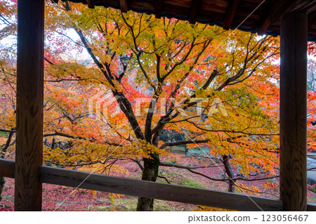 京都府京都市東山區東福寺的紅葉 123056467