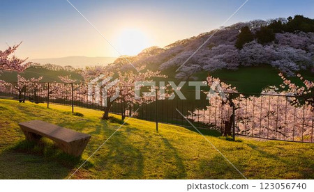 有櫻花的公園 123056740