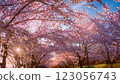 櫻花的風景 123056743