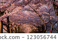 櫻花的風景 123056744