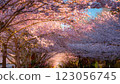 日落照亮的櫻花 123056745