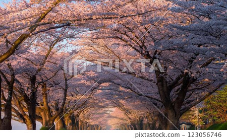 日落照亮的櫻花 123056746