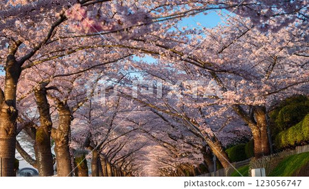 櫻花盛開的道路 123056747