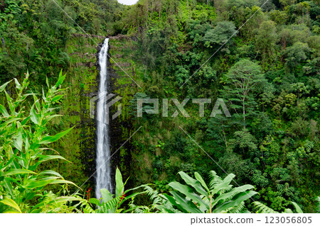 High Akaka waterfall in the rainforest jungles in Hawaii island. 123056805
