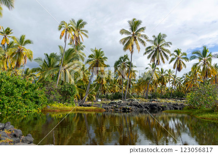 Pacific rainforest with palm trees and a lake with black rocks. Pacific rainforest with palm trees and a lake with black rocks. 123056817