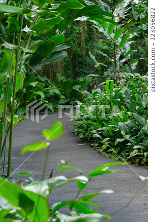 Tropical garden and paved path among trees and flowers. 123056822