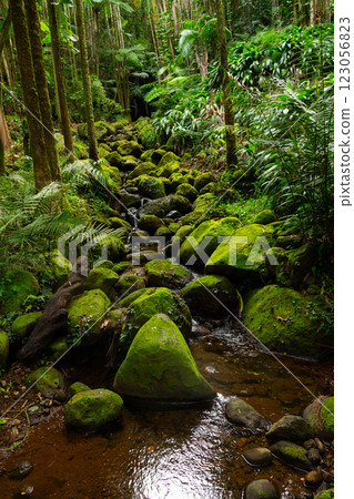 Water stream running among mossy green rocks in the rainforest. Water stream running among mossy green rocks in the rainforest. 123056823