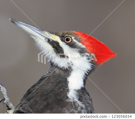 Pileated woodpecker head portrait in the forest, Quebec, Canada Pileated woodpecker head portrait in the forest, Quebec, Canada 123056834