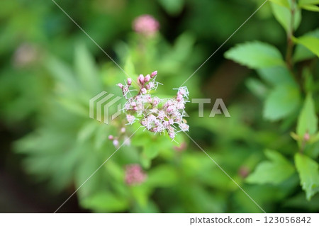 Autumn's Seven Herbs: Fujibakama Flowers Beginning to Bloom Autumn's Seven Herbs: Fujibakama Flowers Beginning to Bloom 123056842