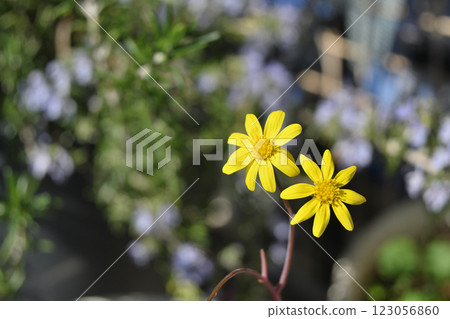 紅寶石項鍊花 123056860