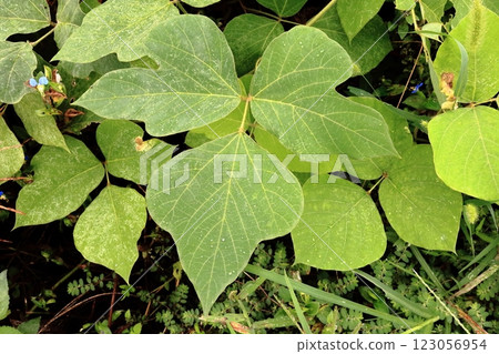 A set of three small leaves of kudzu leaves A set of three small leaves of kudzu leaves 123056954