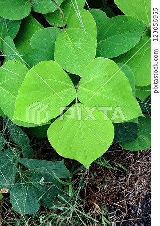 一組三片小葛藤葉 一組三片小葛藤葉 123056955