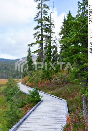 Alpine meadow with trees in fall with wooden boardwalk trail. 123056962