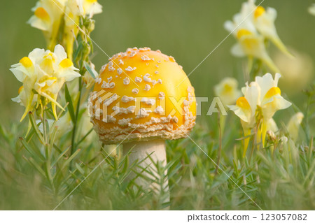 Cute and bright yellow mushroom Amanita muscaria (fly agaric) with round cap grows in green grass among yellow wildflowers Yellow toadflax. Cute and bright yellow mushroom Amanita muscaria (fly agaric) with round cap grows in green grass among yellow wildflowers Yellow toadflax. 123057082