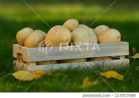 Yukon gold potatoes in the wooden crate on the green lawn 123057086