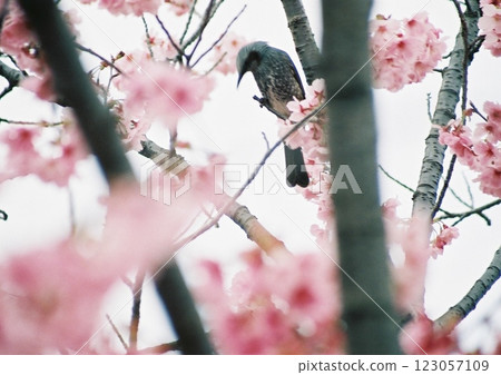 A film photograph of a brown-eared bulbul perched on a branch of a cherry tree in full bloom, looking down. 123057109