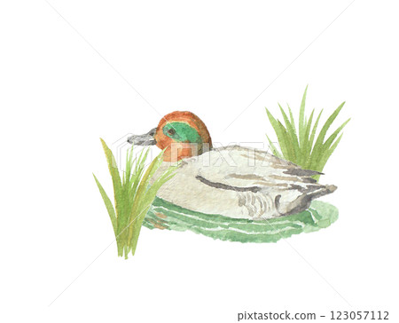 Duck painted with watercolors Duck painted with watercolors 123057112