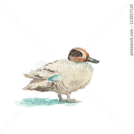 Watercolor painting of a teal 123057120