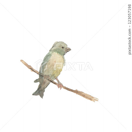 A greenfinch painted with watercolors 123057198
