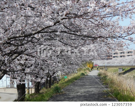 盛開的櫻花樹 123057359