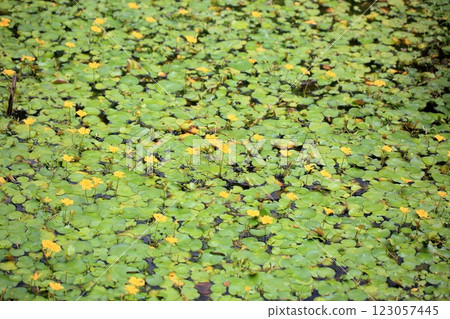 Aquatic plant, Floating Flounder 123057445