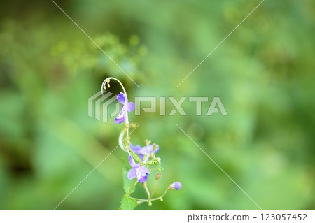 Refreshing autumn flower, Kariganesou flower Refreshing autumn flower, Kariganesou flower 123057452