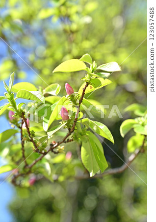 Tree · Karin rose family Tree · Karin rose family 123057488