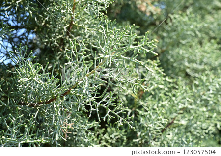 Trees: Blue Ice, Cupressaceae 123057504